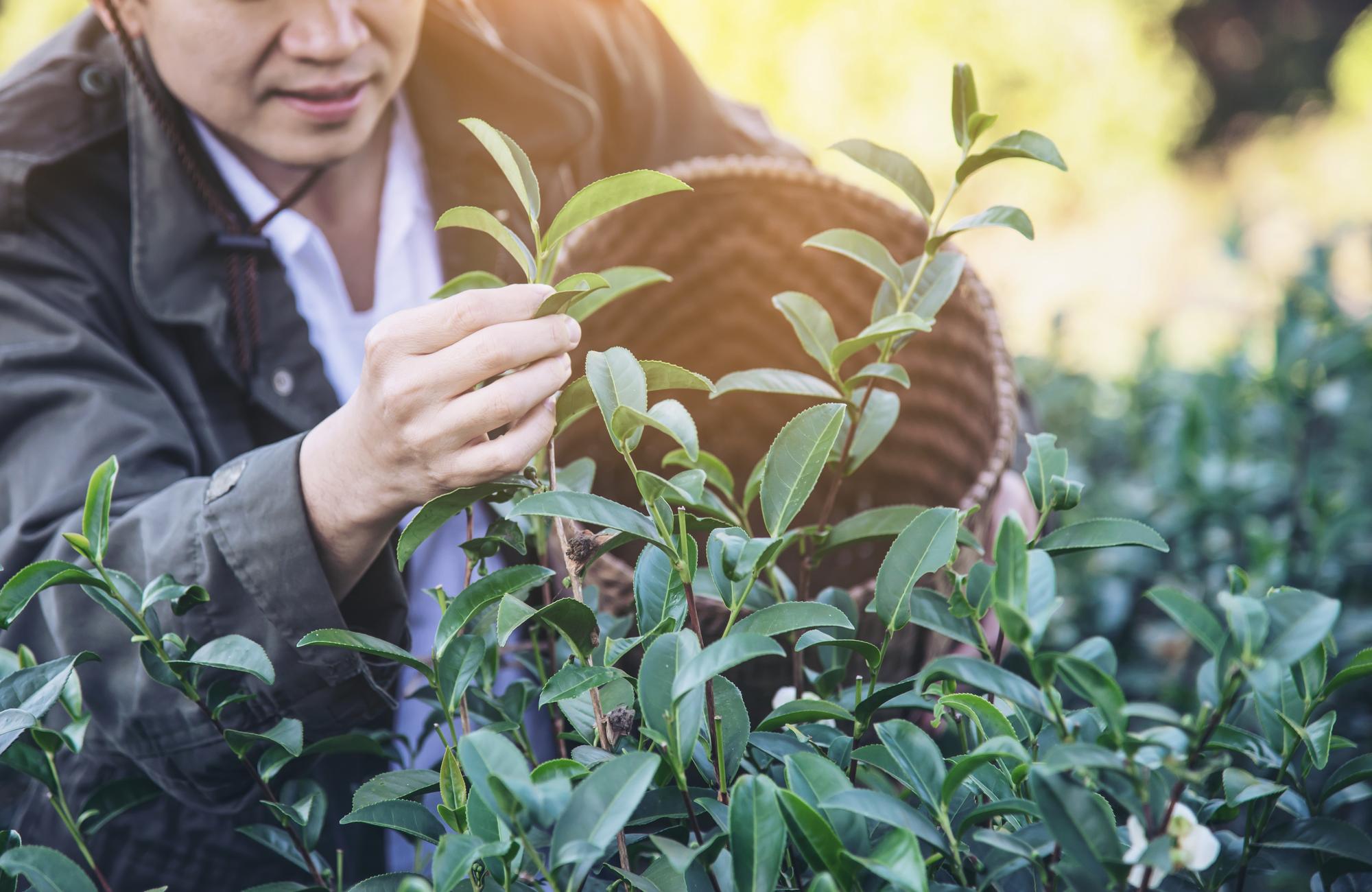 一瓶破千的苦茶油，為什麼讓台灣人搶著買?——從部落山林到國際餐桌的綠金故事