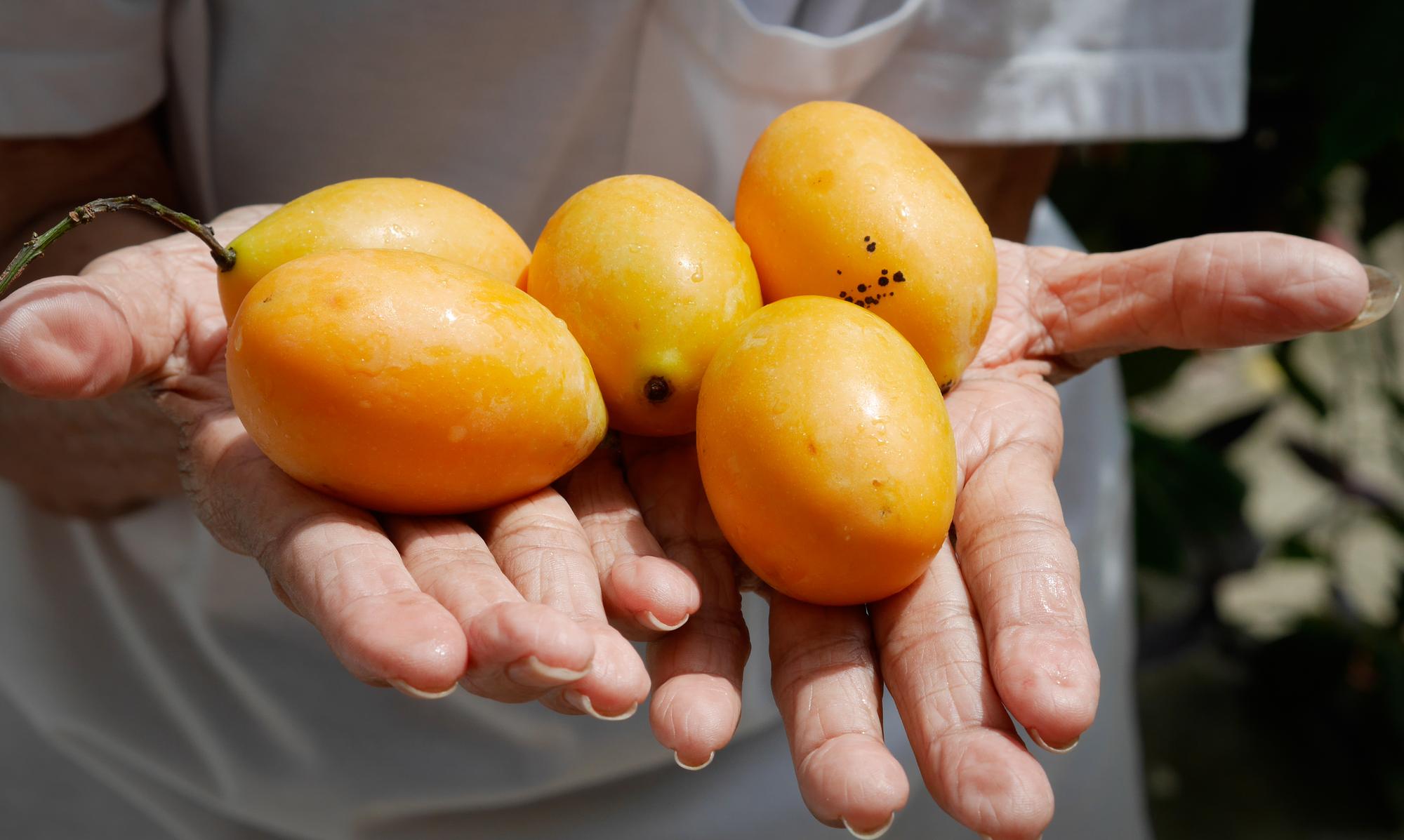 芒果鳳梨遠征新加坡：當外交水果比內銷更精緻，我們該驕傲還是失落？