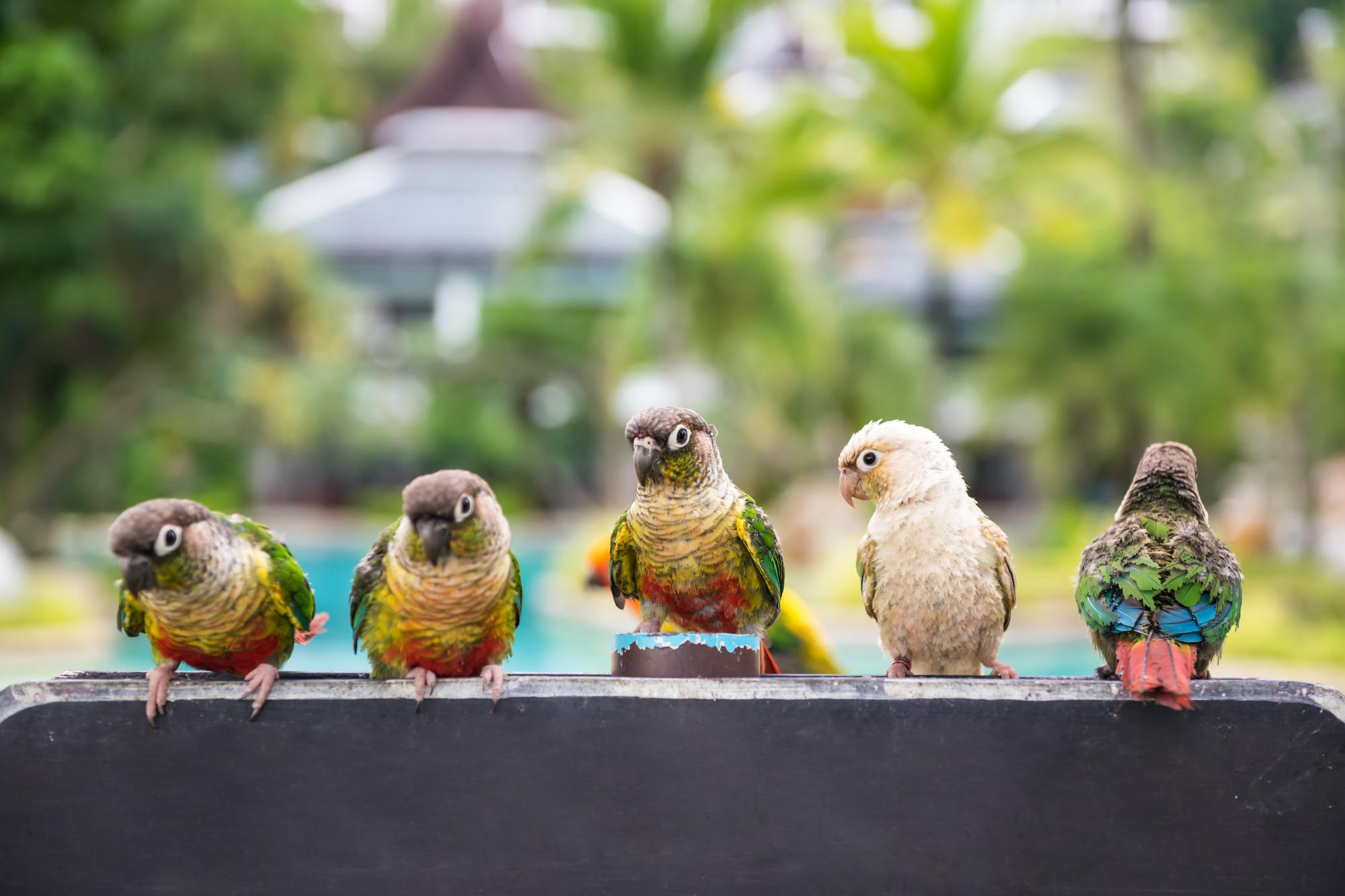 鳳頭海鸚鵡寶寶：那顆黑色毛球，是怎麼長成花魁的？
