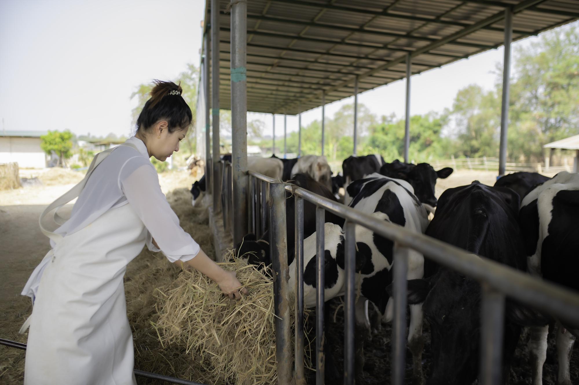 全球最貴牛奶在台灣:一瓶鮮乳裡,藏著多少人情與算計?
