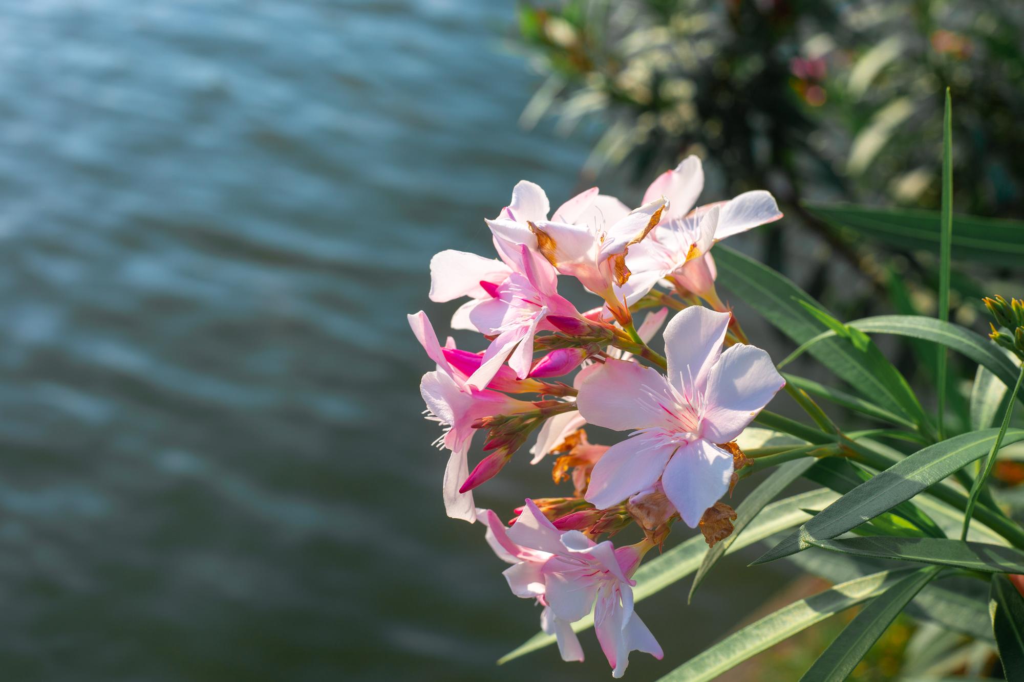 澎湖百合花海：當35萬朵白花，成為島嶼最溫柔的反擊