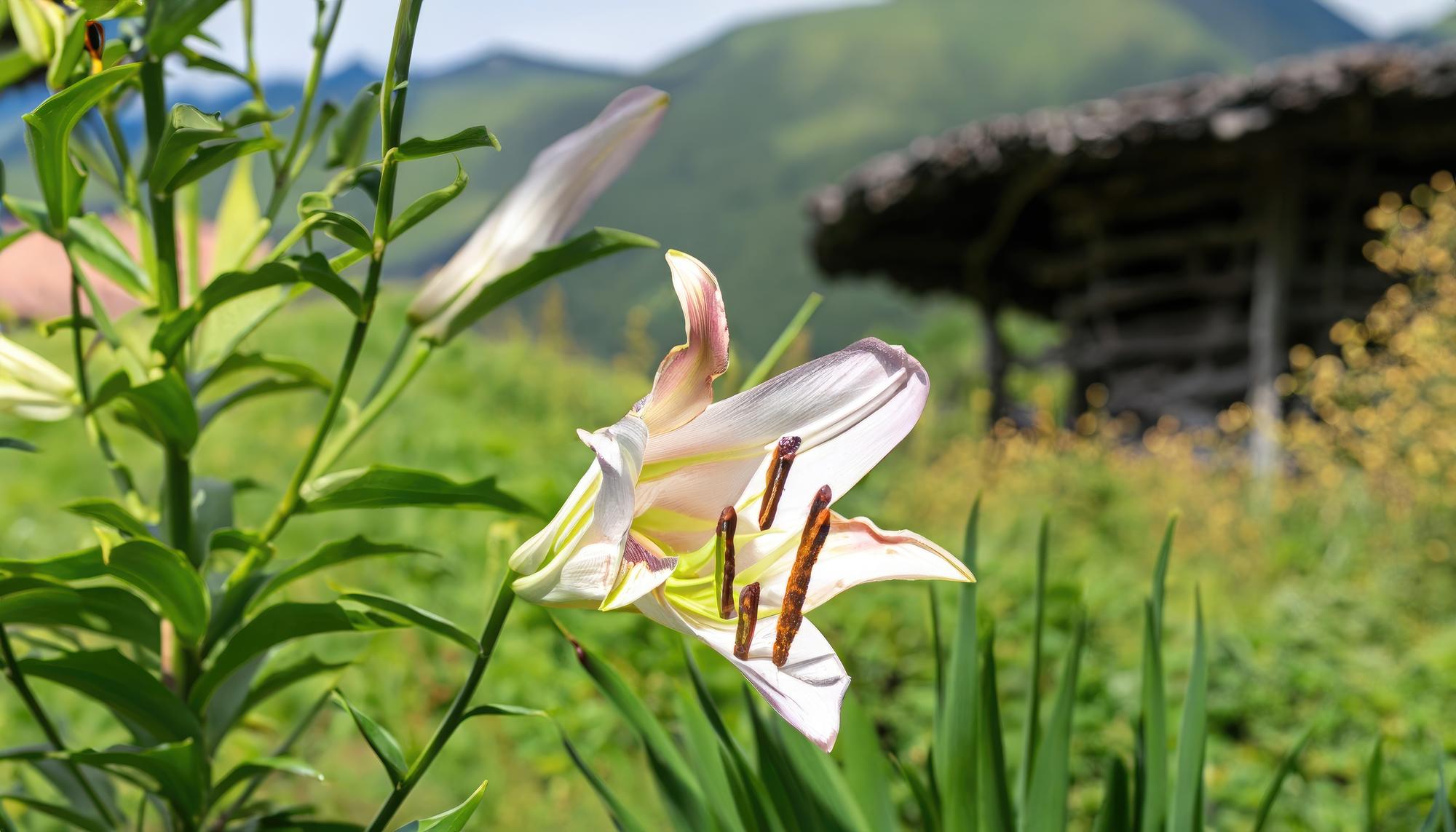 澎湖五月，一場不太像澎湖的白色奇蹟