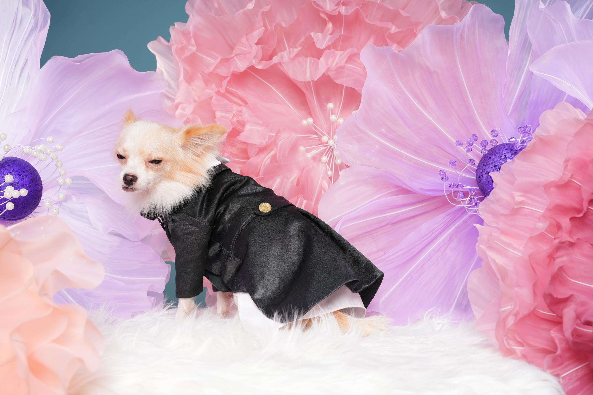 GUCCI×變種吉娃娃：當精品不再端著，荒謬才是新態度