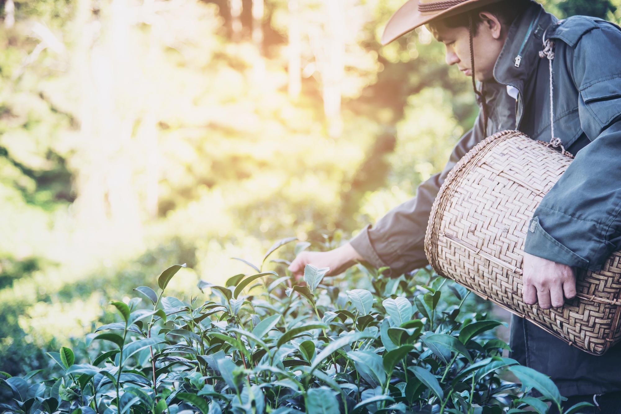 AI連泡茶都要管了？從30%香氣回收率看台灣食品工業的系統升級 — 相關圖片3